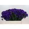 Limonium Navy Sun Birds