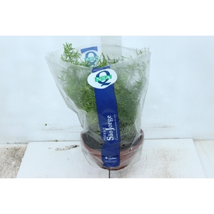 ASPARGO ALFINETE C21