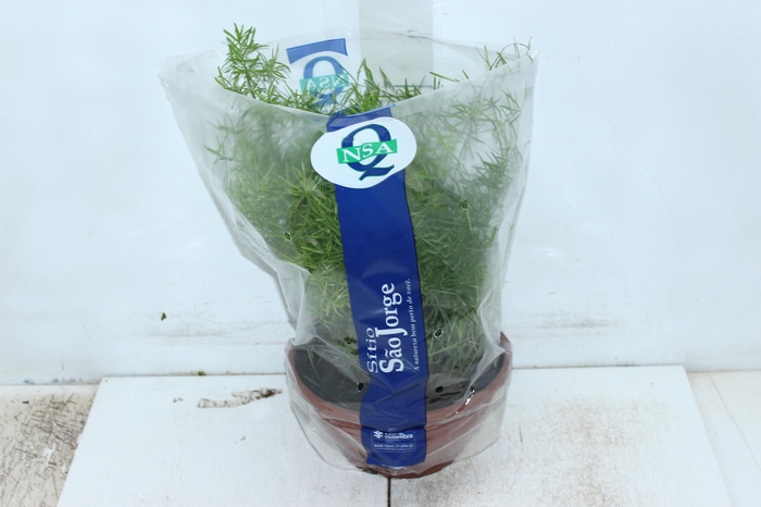 <h4>ASPARGO ALFINETE C21</h4>