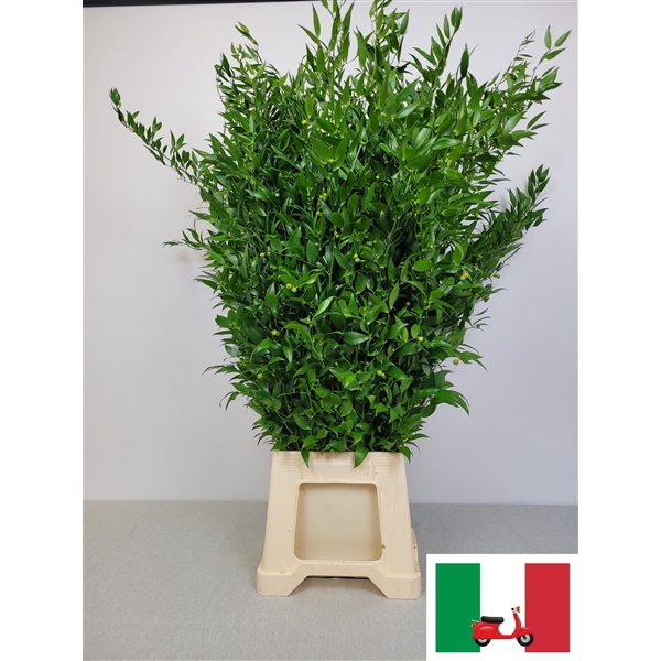 <h4>RUSCUS LANG PB 6 TAK SUPER</h4>