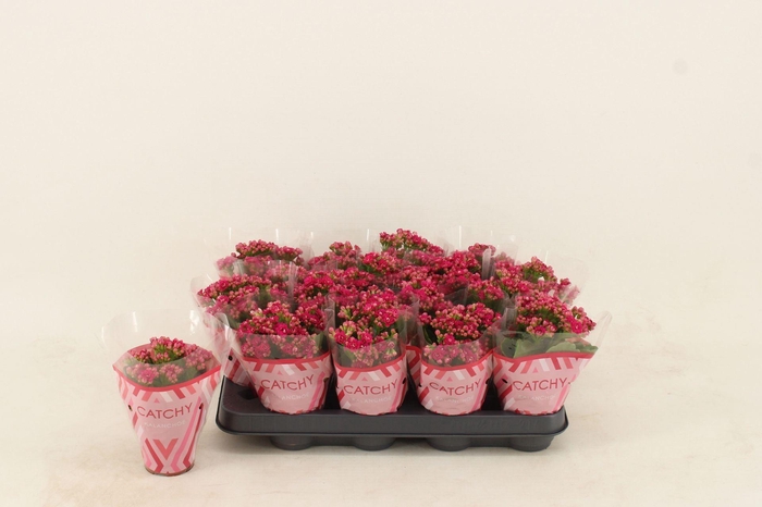 <h4>Kalanchoe Calandiva Garbo</h4>