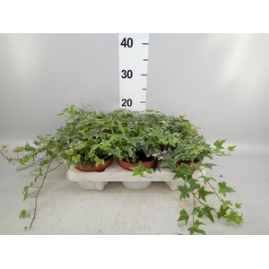 Hedera helix 'Mona Lisa'