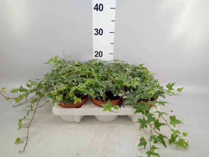 <h4>Hedera helix 'Mona Lisa'</h4>