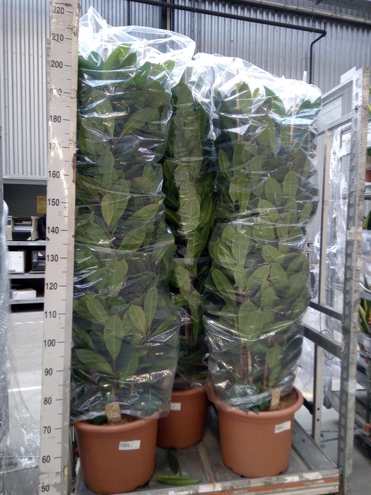 <h4>Ficus cyathistipula</h4>