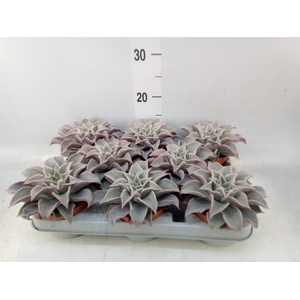 Echeveria   ...