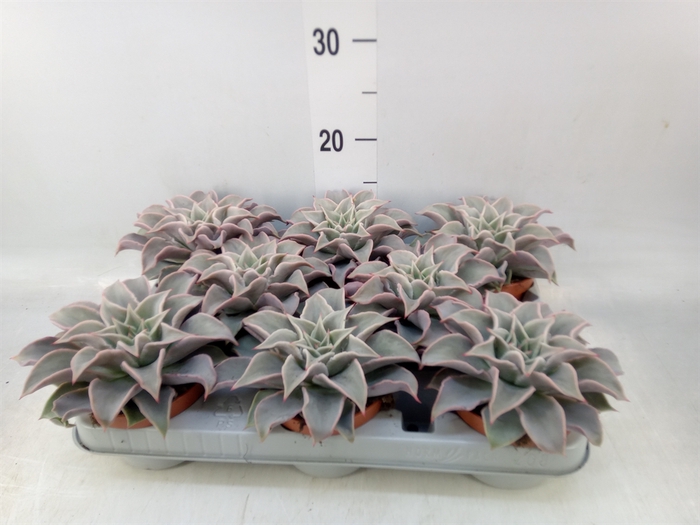 <h4>Echeveria   ...</h4>