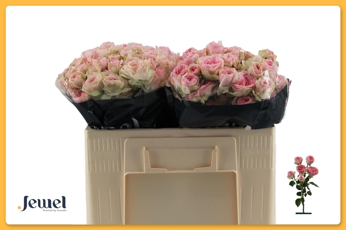 <h4>R TR YVETTE Water</h4>