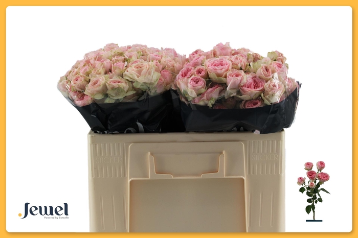 <h4>R TR YVETTE Water</h4>