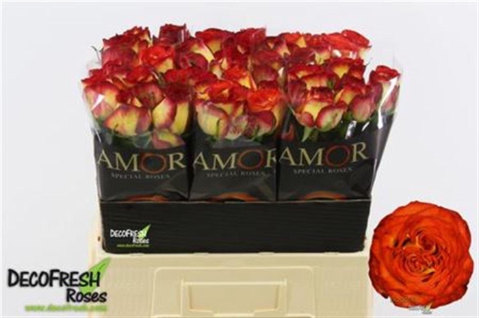 <h4>R Gr Bogoria+</h4>