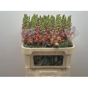 ANTIR ANTIBES ORANGE