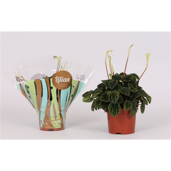 <h4>Peperomia Lilian</h4>