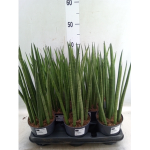 Sansevieria cyl.  ...