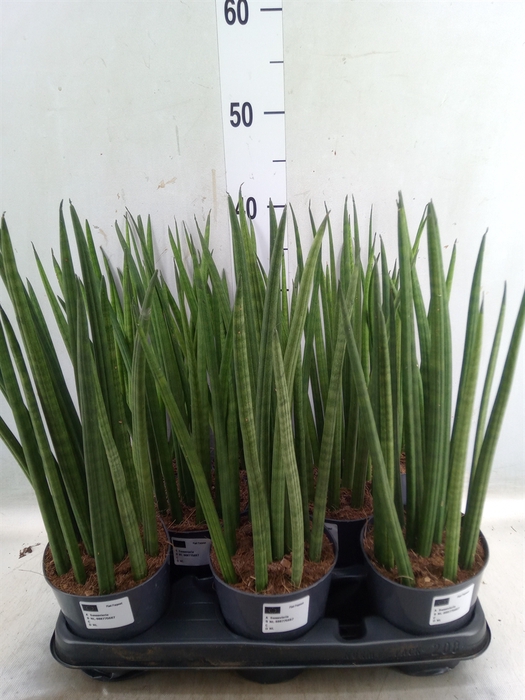 <h4>Sansevieria cyl.  ...</h4>