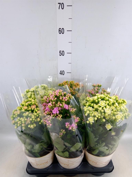 <h4>Kalanchoe   ...</h4>