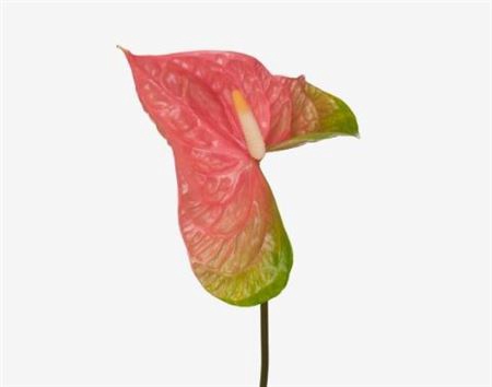 <h4>Anth Xl Pink Jesolo Long Stem</h4>