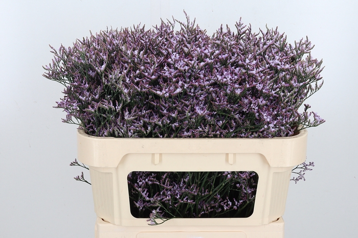 <h4>Limon Safora Lilac</h4>