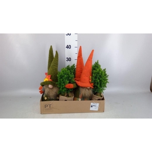Arr.   Tuinplanten L%