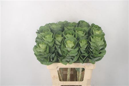 <h4>Brassica White Crane</h4>