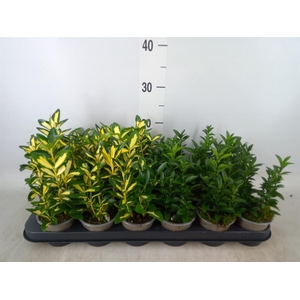 Euonymus japon.   ...mix