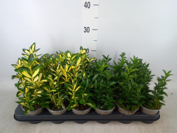 <h4>Euonymus japon.   ...mix</h4>