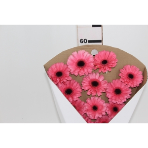 GERB PRE - INTENZZ >10 050 CM DIAM MIN 10 CM ROSA