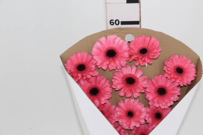 <h4>GERB PRE - INTENZZ >10 050 CM DIAM MIN 10 CM ROSA</h4>