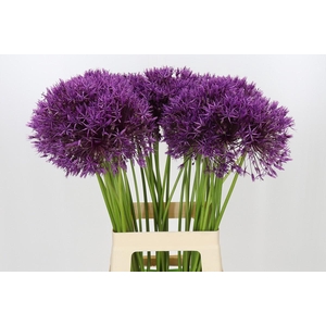 Allium Purple Rain