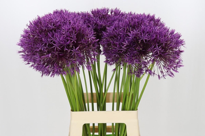 <h4>Allium Purple Rain</h4>