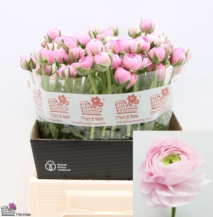 <h4>RAN EL PINK</h4>