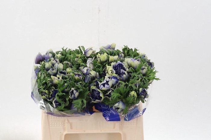 Anem Full Star Pastel Blue