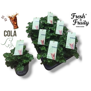 Pel. Fresh&Fruity® Cola fresh