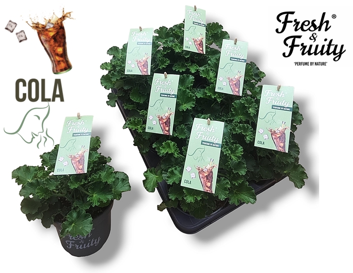 <h4>Pel. Fresh&Fruity® Cola fresh</h4>