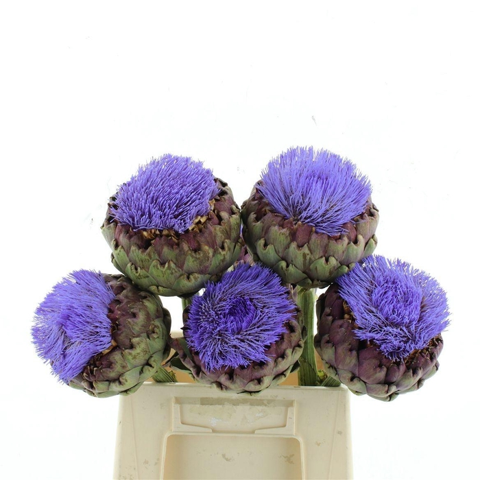 <h4>CYNARA SCOLYMUS</h4>