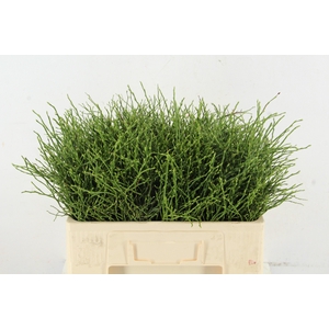 VACCINIUM(BOSBES) PER STEM 050CM