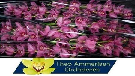 <h4>Cymb T Valentine</h4>