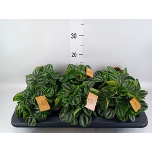 Peperomia