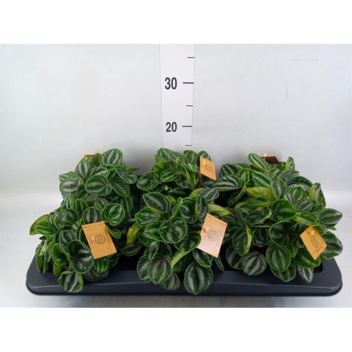 <h4>Peperomia</h4>
