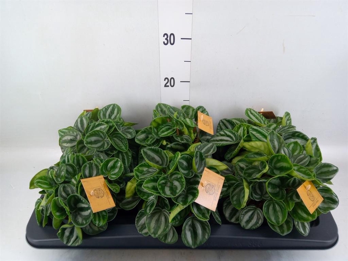 Peperomia