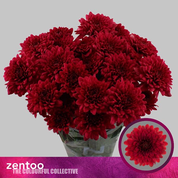 <h4>Chr T Lamira Red Zentoo</h4>