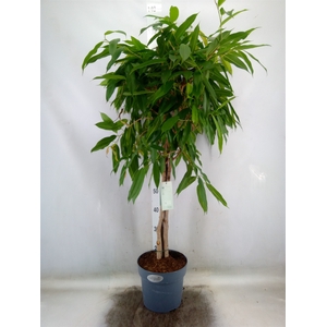 Ficus binn. 'Amstel King'