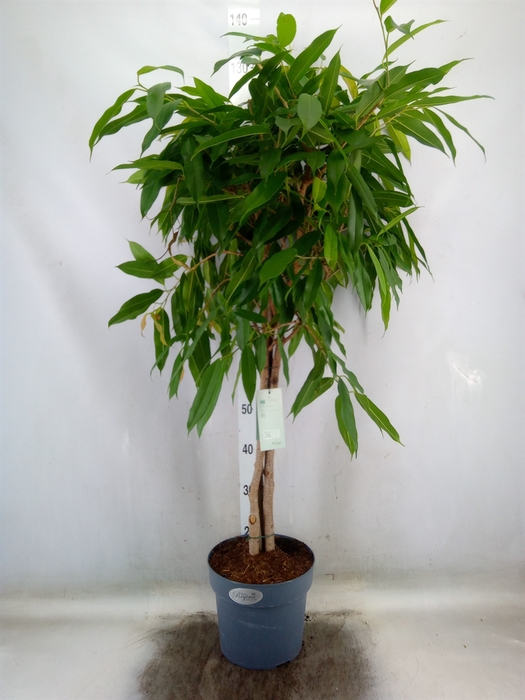 <h4>Ficus binn. 'Amstel King'</h4>