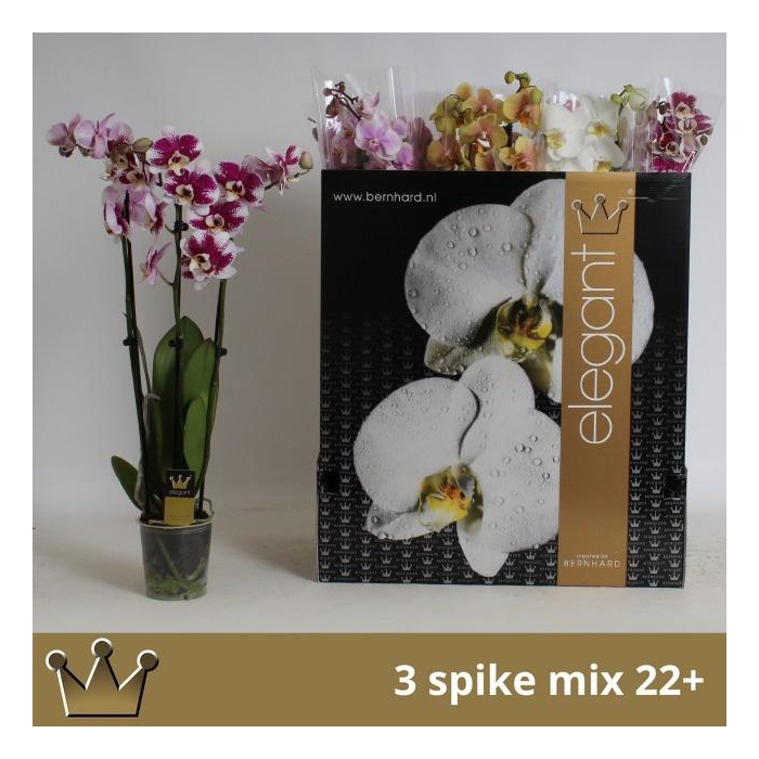 <h4>PHAL GEM 7 KL</h4>