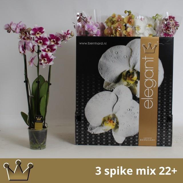<h4>PHAL GEM 7 KL</h4>