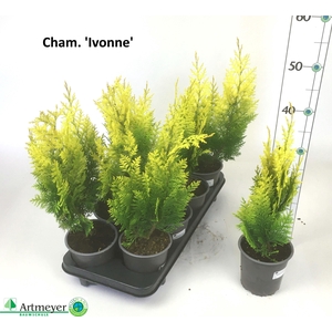 CHAM L IVONNE