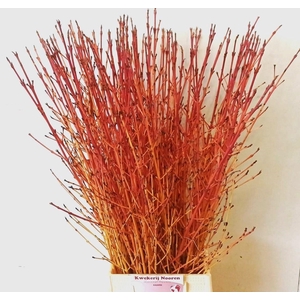 CORNUS SA WINTER BEA