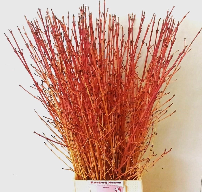 <h4>CORNUS SA WINTER BEA</h4>