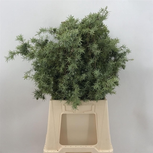 Juniperus
