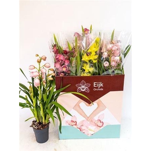 Cymbidium Gem 2 Branche
