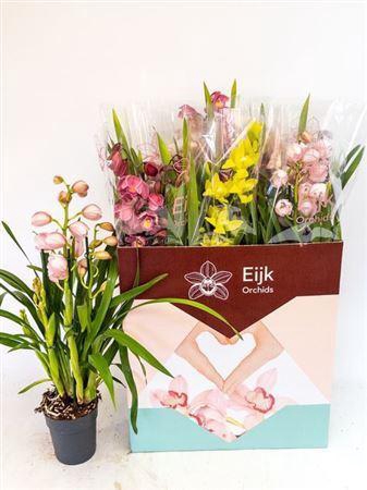 <h4>Cymbidium Gem 2 Branche</h4>