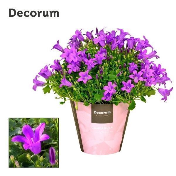 <h4>Campanula Porto Longlife Decorum</h4>